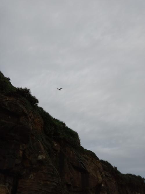 黑鳶