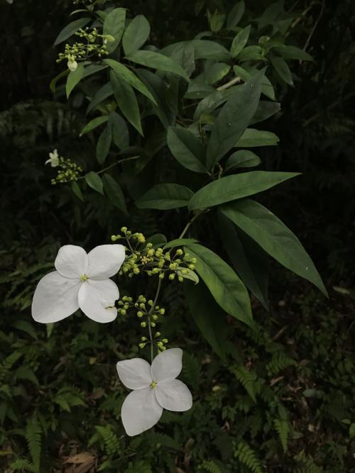 華八仙(華南分布)