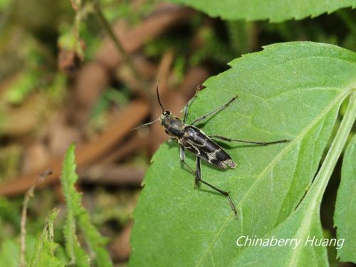 Xylotrechus subscalaris