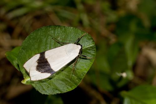 維黃華苔蛾