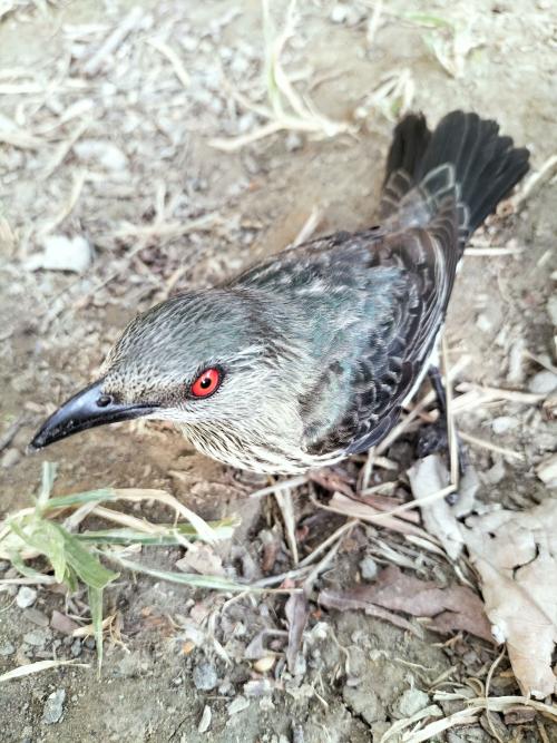 亞洲輝椋鳥