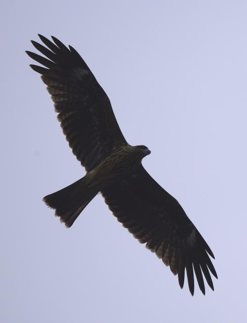 黑鳶