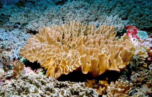 薄板葉形軟珊瑚;聚葉形軟珊瑚