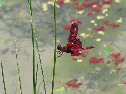 善變蜻蜓