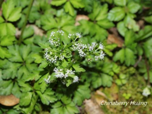 五葉山芹菜