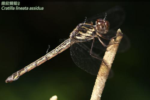 14-05 線紋蜻蜓