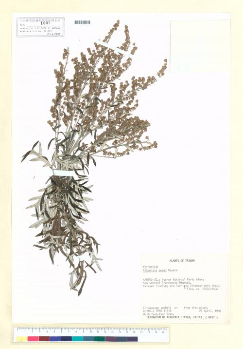 Artemisia somae Hayata_標本_BRCM 7067