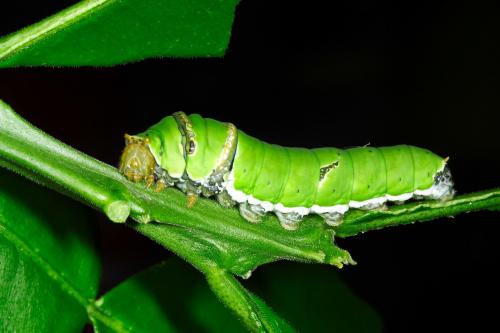 20090918_347287_Papilio demoleus_l.jpg