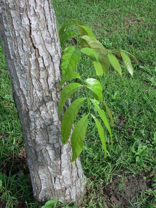 大葉桃花心木