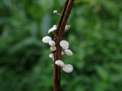 Marasmiellus ramealis(枝生微皮傘)