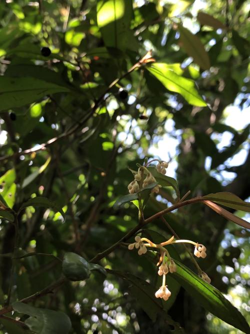 小葉樹杞