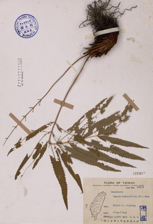 Osmunda banksiaefolia (Pr.) Kuhn_標本_BRCM 4010