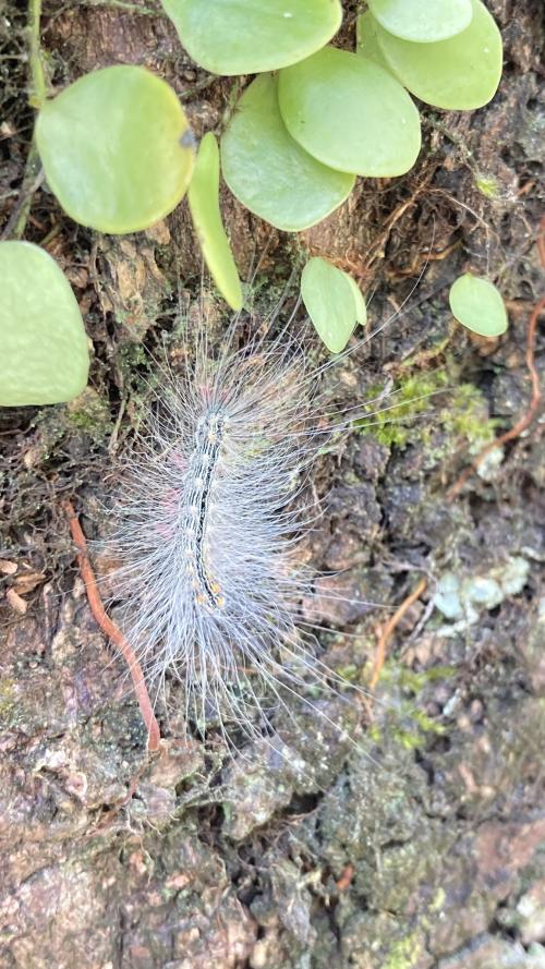 閃光苔蛾