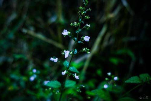 香茶菜