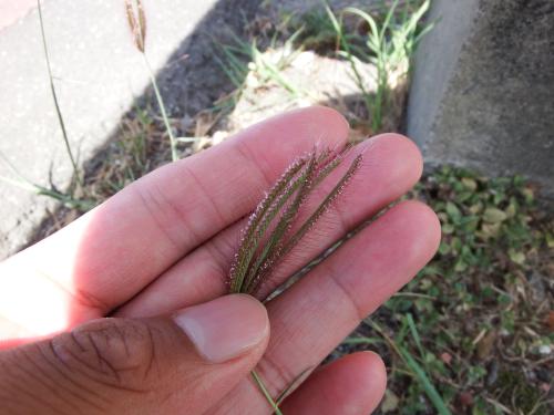 虎尾草、刺虎尾草、孟仁草