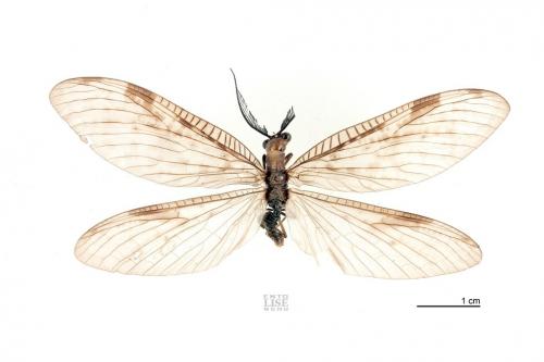 Neochauliodes fraternus (McLachlan, 1869)