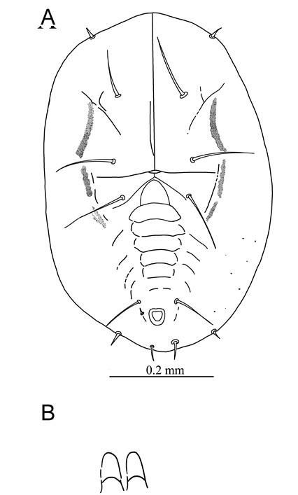 Crenidorsum turpiniae  (Takahashi, 1932)  山香圓摺粉蝨