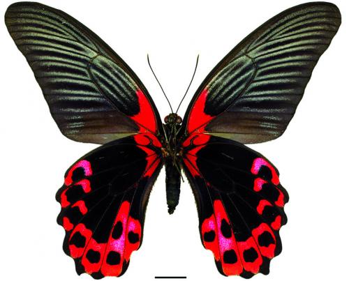 Papilio rumanzovia Eschscholtz, 1821 紅斑大鳳蝶