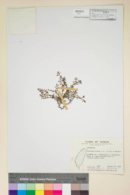 Centipeda minima (L.) A. Braun & Asch._標本_BRCM 6344