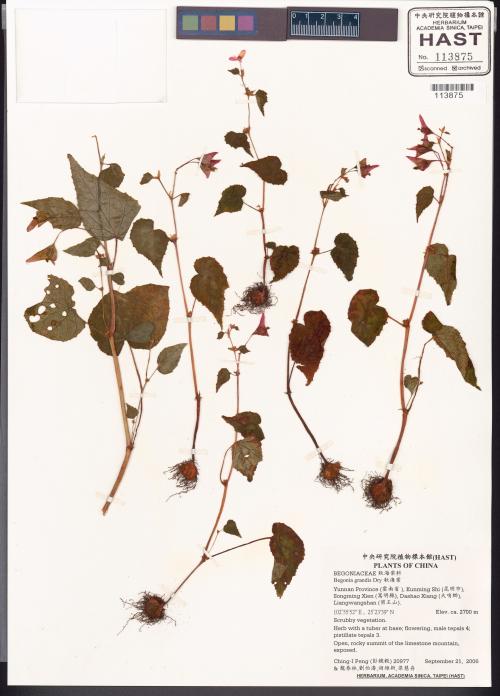 Begonia grandis Dry_標本_BRCM 5963