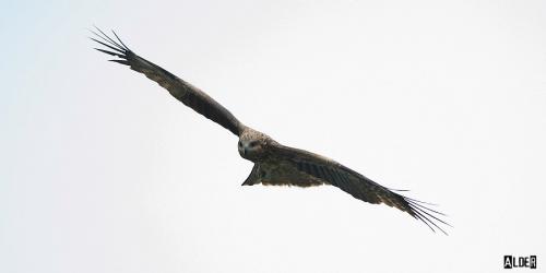 20091127_404610_Black_Kite_1436.jpg