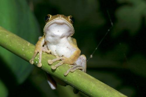諸羅樹蛙在彰化木瓜樹上