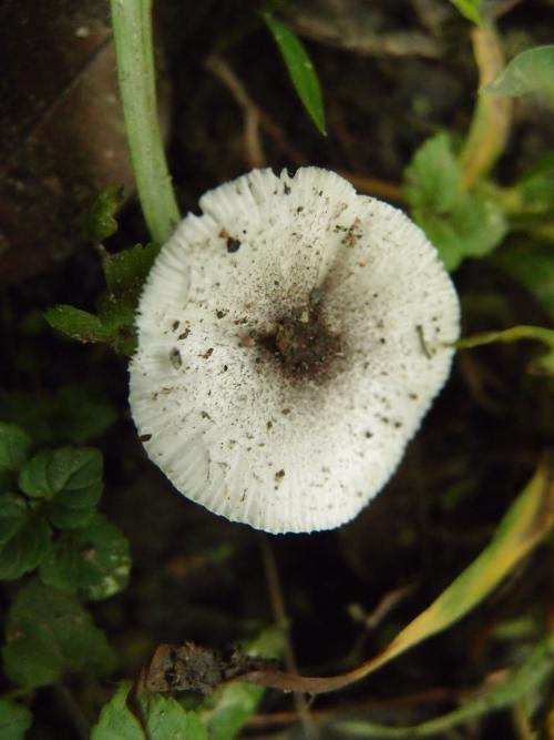 Lepiota atrosquamulosa(暗鱗環柄菇)