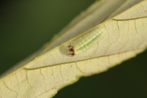 20090926_345448_Abraximorpha davidii ermasis_l.jpg