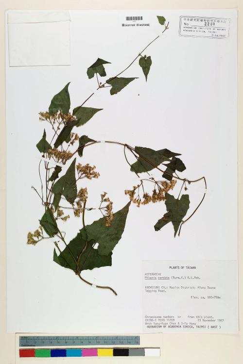 Mikania cordata (Burm. f.) B. L. Rob._標本_BRCM 7044