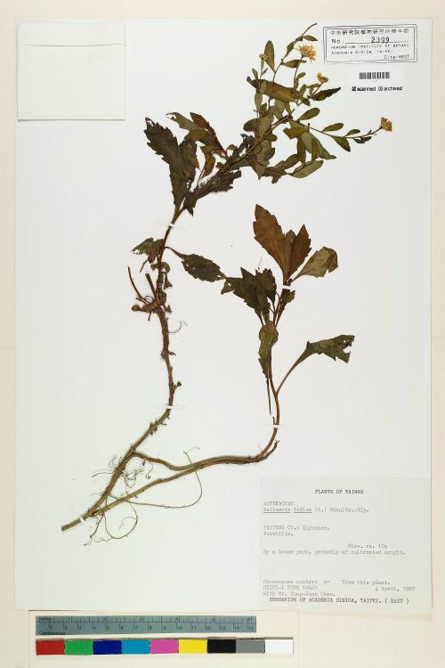 Kalimeris indica (L.) Sch. Bip._標本_BRCM 6962