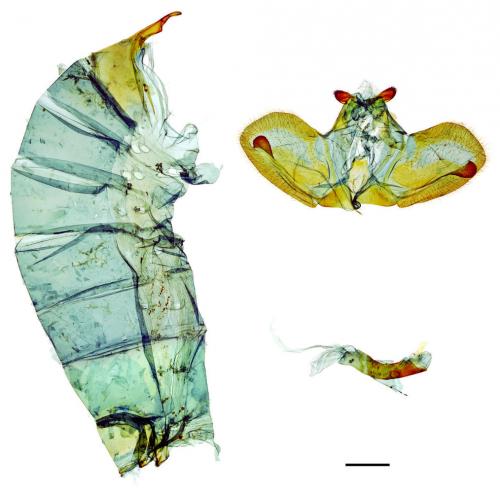 Papilio rumanzovia Eschscholtz, 1821 紅斑大鳳蝶