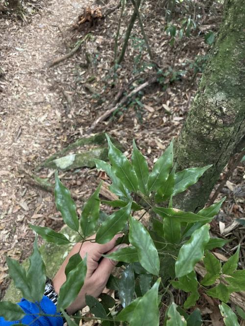 高山新木薑子