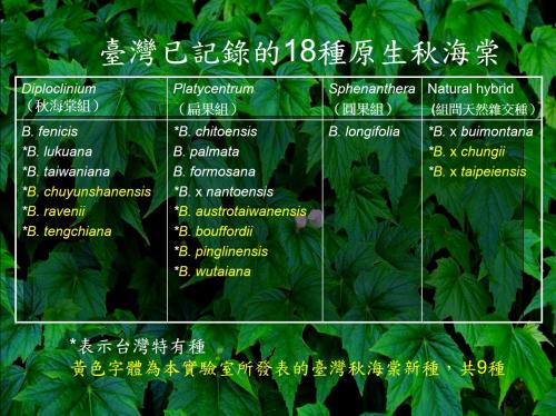 臺灣已記錄的18種原生秋海棠
