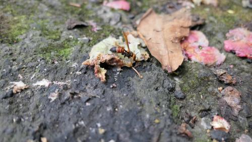 黑尾胡蜂 (姬虎頭蜂 雙金環虎頭蜂)