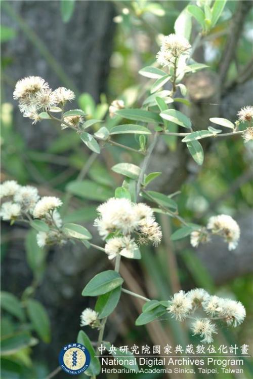 Vernonia elliptica DC._BRCM 6147