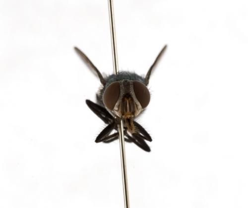 Hemipyrellia ligurriens female frontal