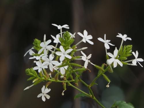 白花丹