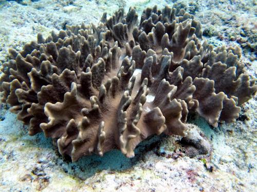 粗糙葉形軟珊瑚