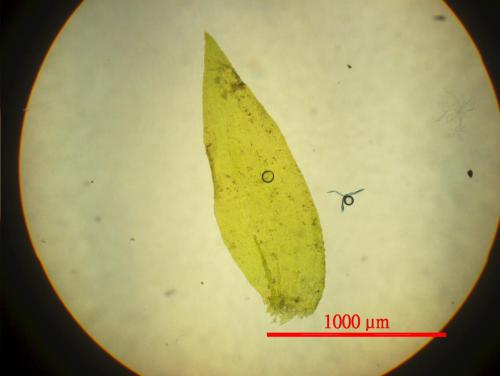 Taxiphyllum taxirameum (Mitt.) M. Fleisch. 葉片顯微照