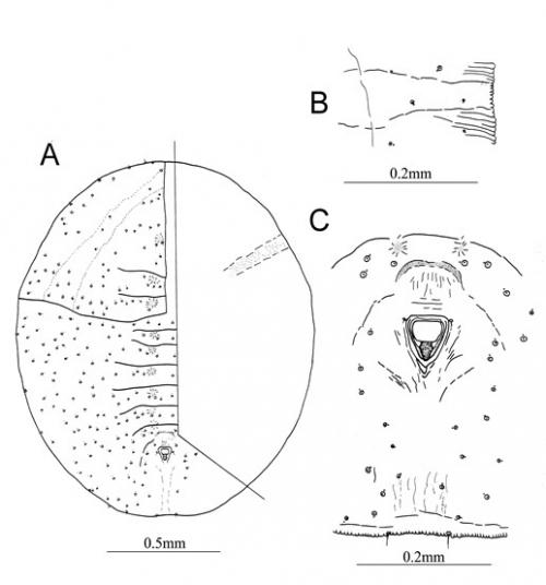 Parabemisia lushanensis  Ko & Luo, 1999
