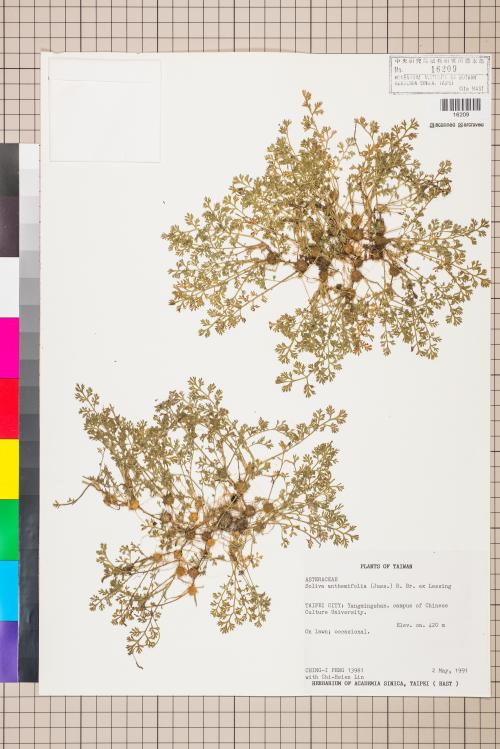 Soliva anthemifolia (Juss.) R. Brown ex Less._標本_BRCM 5074