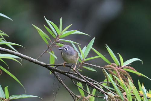 繡眼畫眉