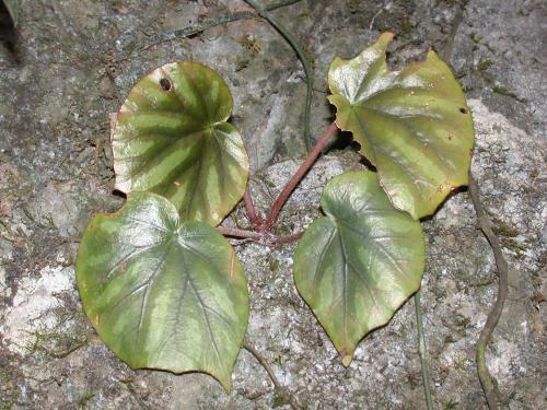 近革葉秋海棠 (Begonia subcoriacea C.I Peng, Yan Liu & S.M.Ku)