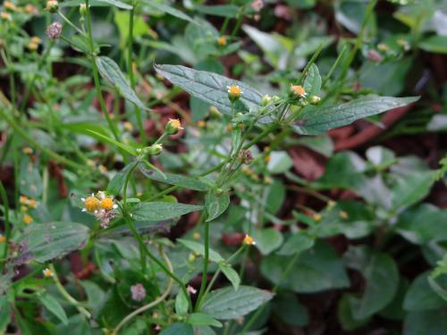 牛膝菊 辣子草 珍珠草