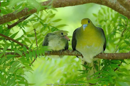綠鳩-幼鳥&親鳥