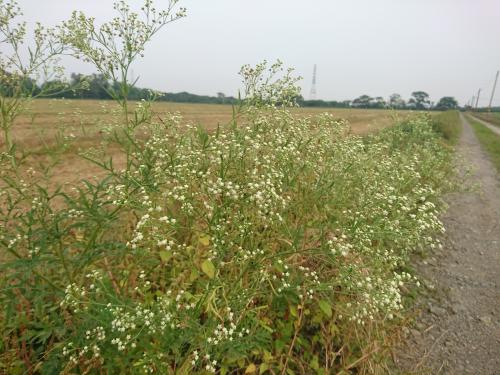 銀膠菊