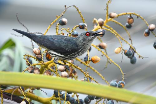 亞洲輝椋鳥