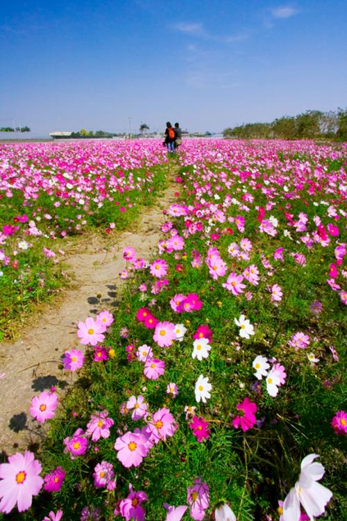 田尾花海