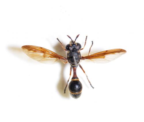擬蜂眼蠅 Cerioides sp.