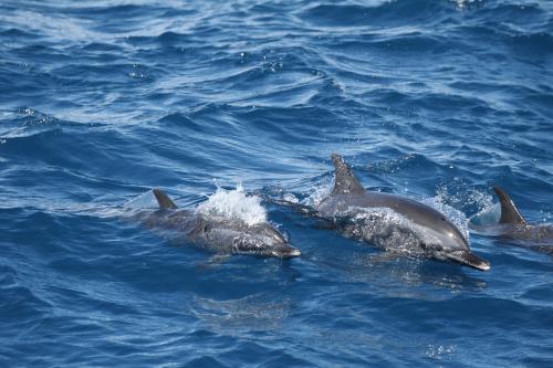 白色的吻端為熱帶斑海豚的特色之一